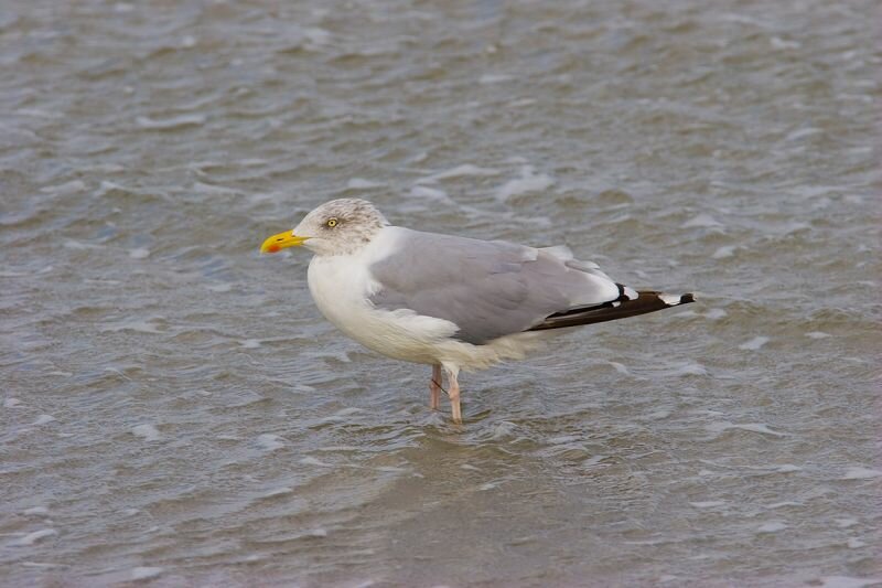 eine Möwe steht im Wasser am Ufer (Silbermöwe)