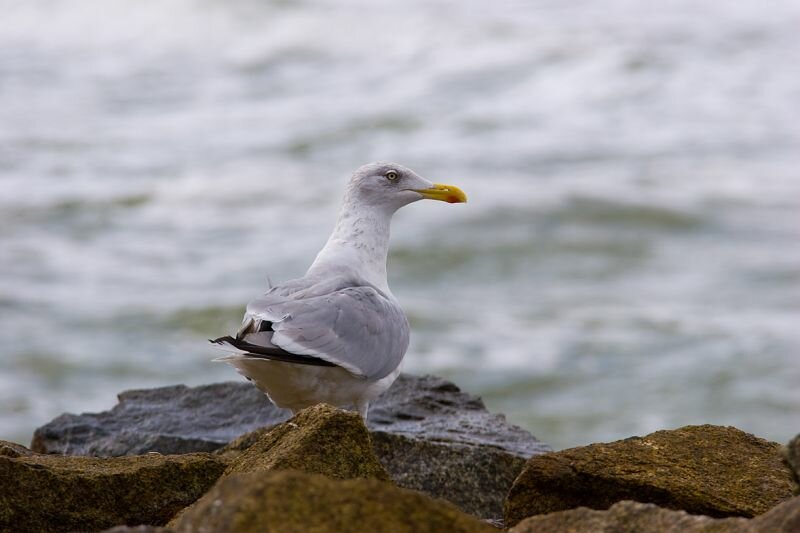 eine Möwe sitzt auf einem Stein