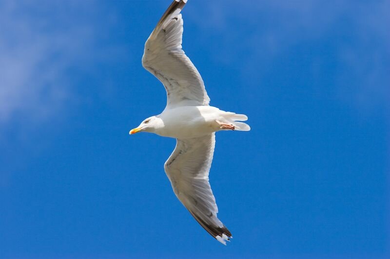 eine Möwe fliegt am blauen Himmel