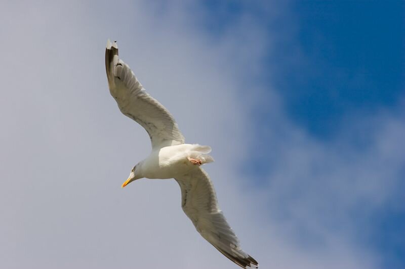 fliegende Möwe