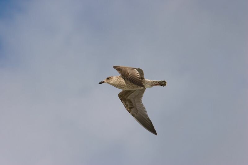 eine graubraune Möwe