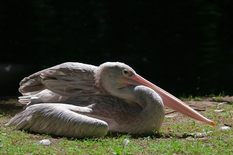 ein Pelikan macht auf der Wiese ein Nickerchen