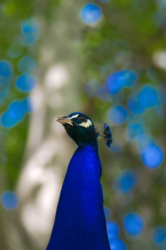 ein Pfau