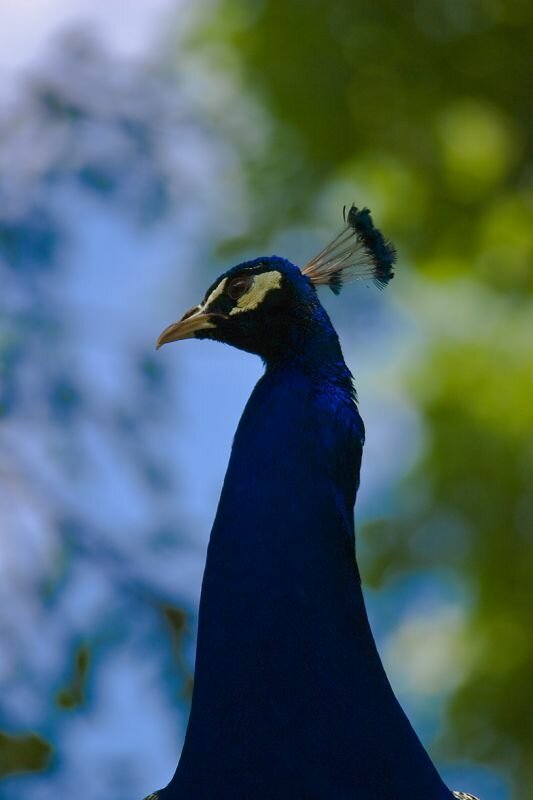 ein Pfau