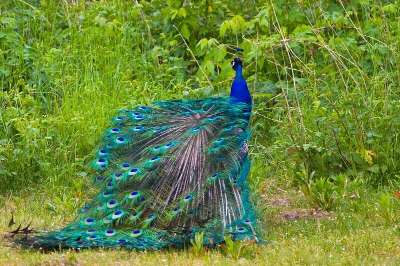 ein Pfau kurz vor dem spreizen der Schwanzfedern