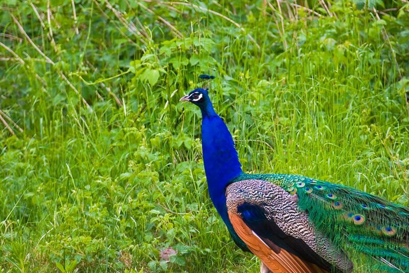 ein Pfau mit prächtigem Federkleid