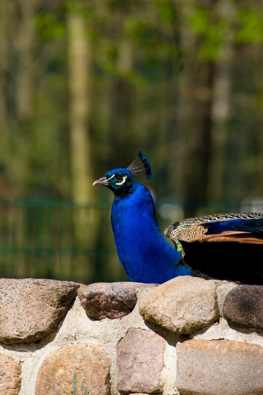 ein Pfau hinter einer Mauer