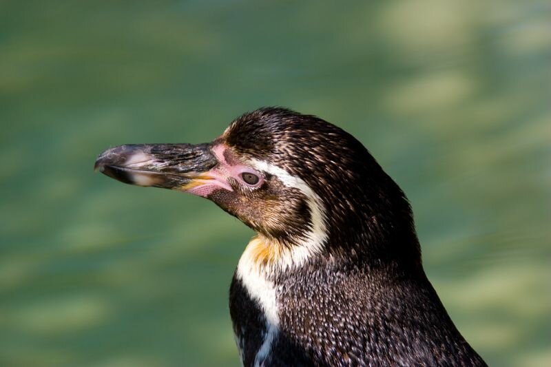 ein Humboldt Pinguin