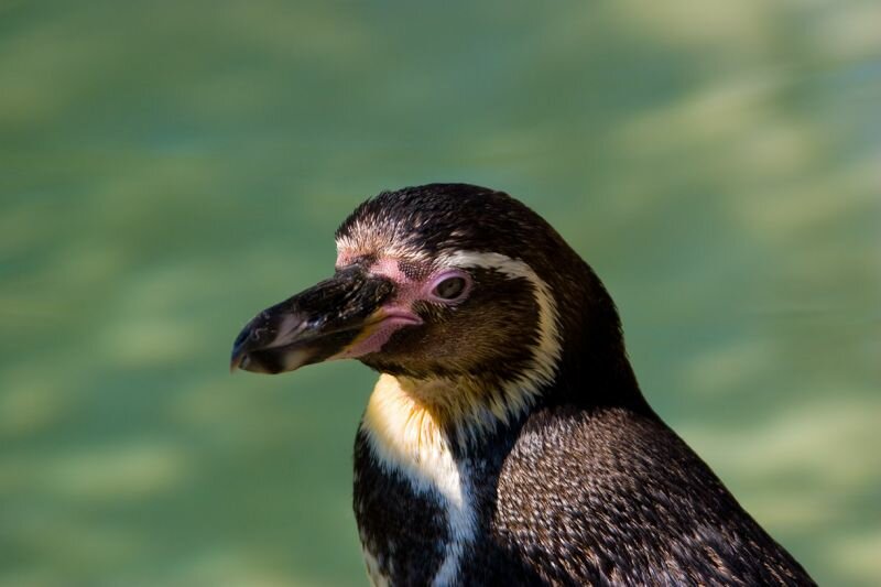 ein Humboldt Pinguin