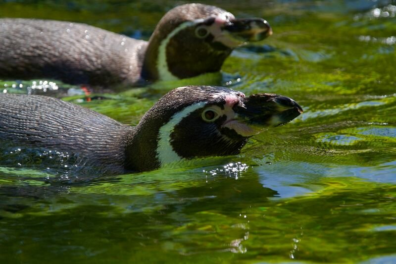 zwei Pinguine