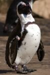 001-ein-Pinguin.jpg