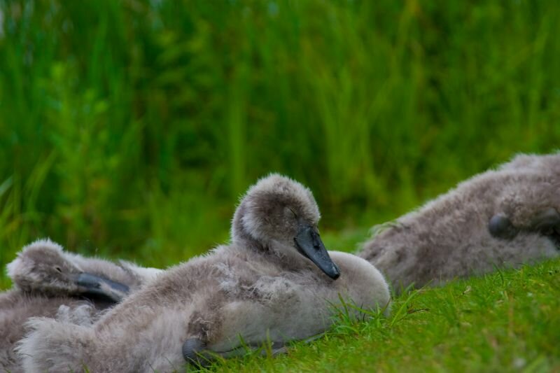 ein noch junger Schwan