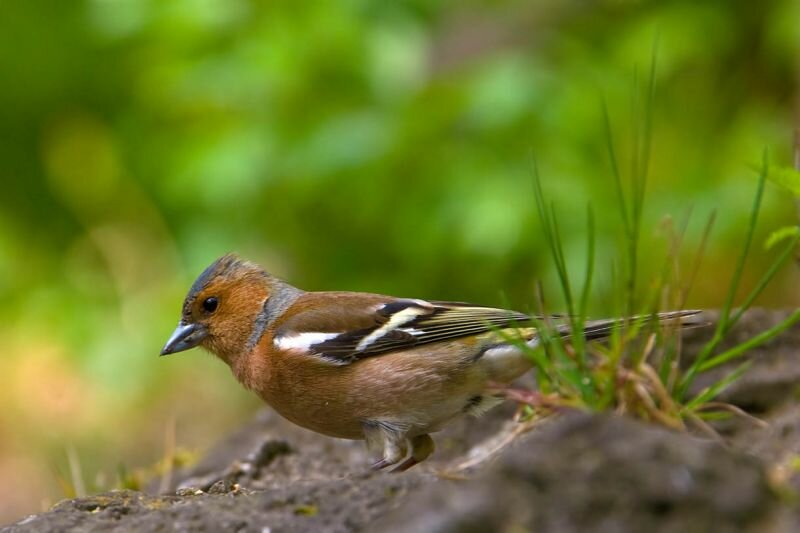 unbekannter Vogel (Buchfink ?)