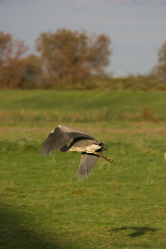 fliegender Graureiher