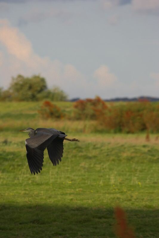 fliegender Graureiher