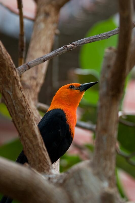 ein bunter Vogel