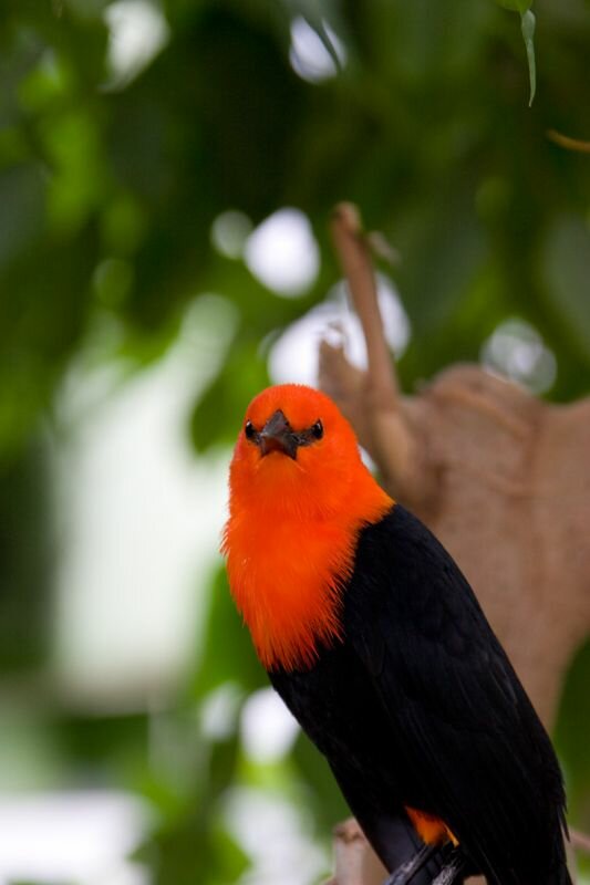 Tropischer Vogel