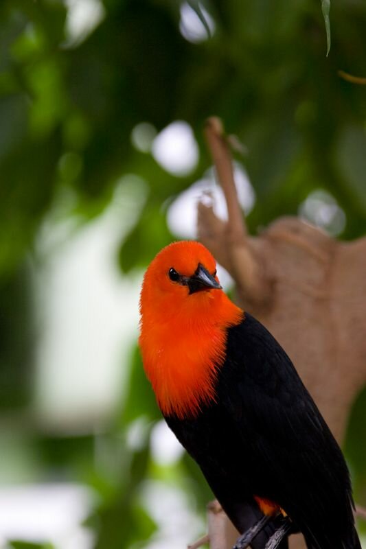 bunter unbekannter Tropischer Vogel