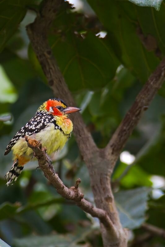 ein Flammenkopf Bartvogel