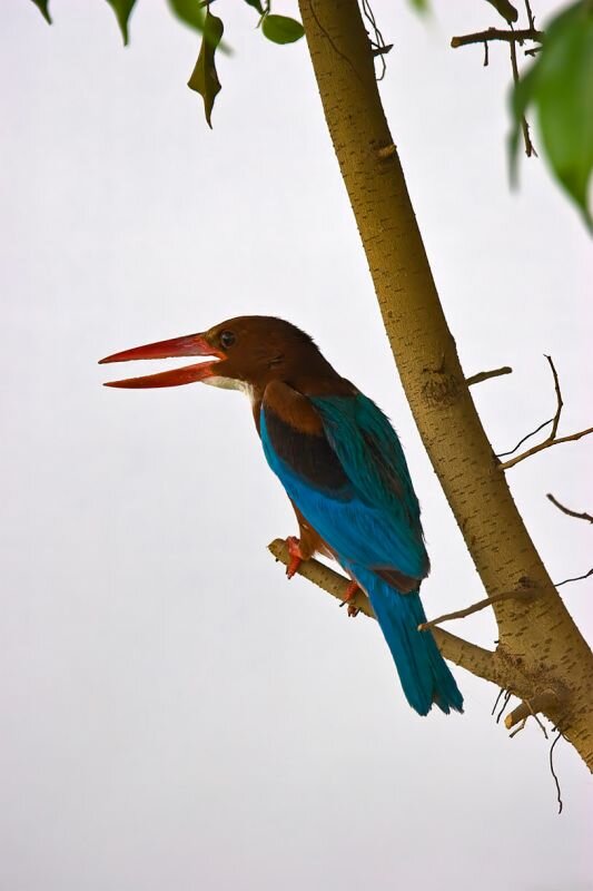 King Fisher auf einem Ast