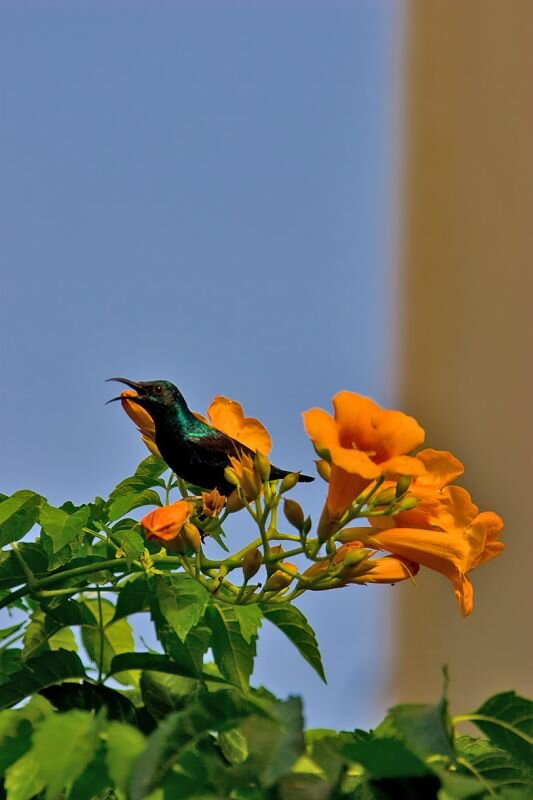 kleiner tropischer Vogel