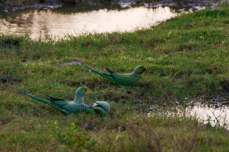 indische Halsbandsittiche beim trinken aus einer Pfütze