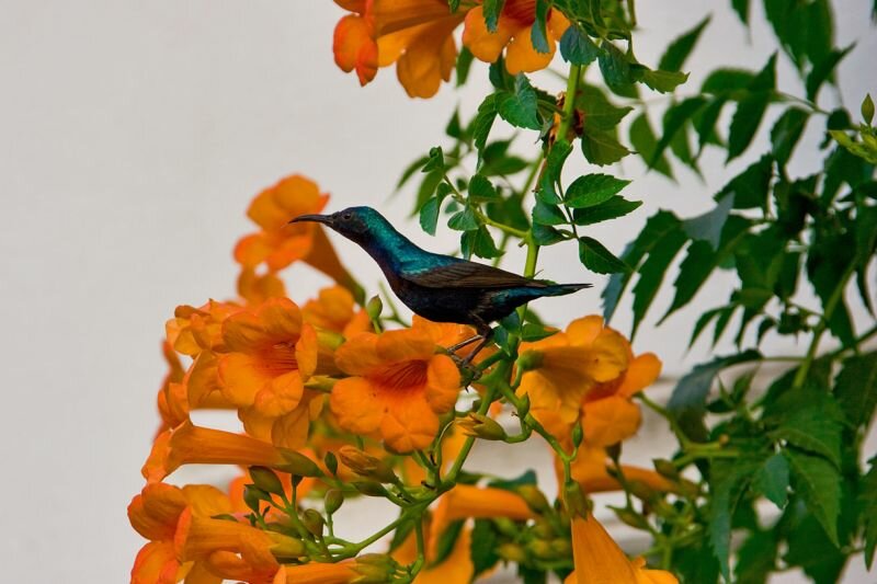 ein kleiner Vogel auf einer tropischen Blüte