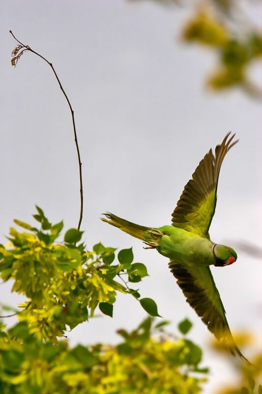 ein Halsbandsittich fliegt weg