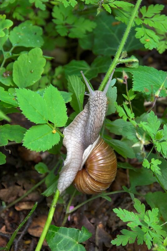 eine Weinbergschnecke balanciert auf einem Grashalm