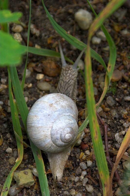 Eine Weinbergschnecke kriecht über den Boden