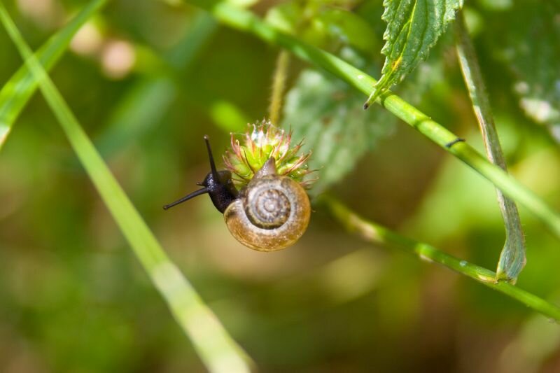 eine kleine Schnecke