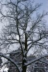 045-baum-mit-schnee.jpg