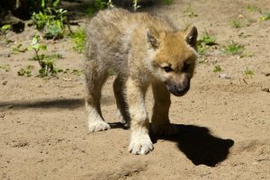 unser Testfoto der kleine Wolf