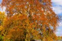 003-baum-bunt-herbst