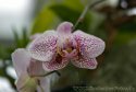 006-eine-Orchidee