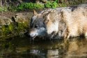 005-Wolf-trinkt-im-Wasser