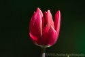 004-eine-Tulpe