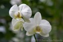 004-eine-weisse-Orchidee