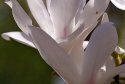 005-eine-weisse-Magnolie