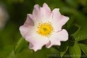 009-eine-rosa-Wildrose