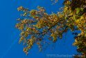 007-Herbstliche-Blaetter