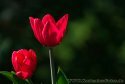 009-zwei-rote-Tulpen